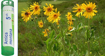 Arnica Montana