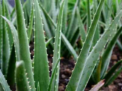 Aloe Vera